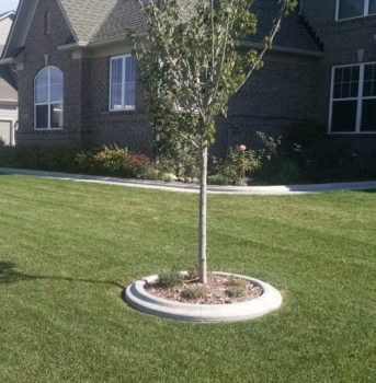 concrete edging tree carmel indiana